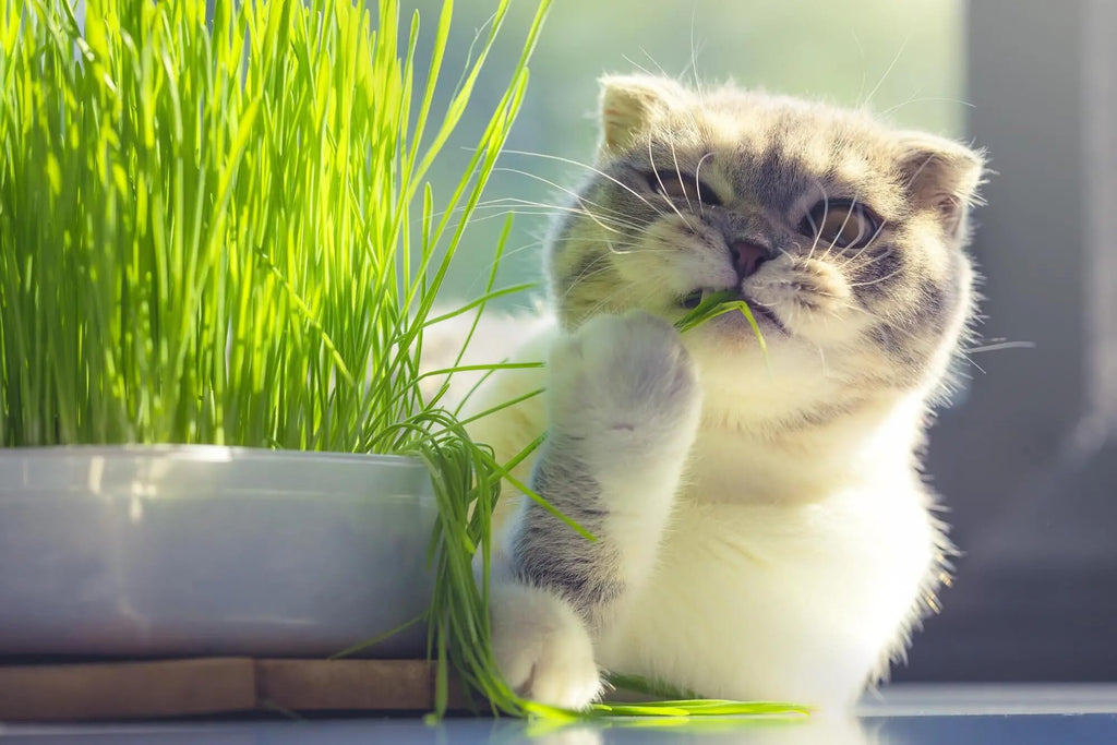 Organic Cat Grass Mix 4 Quarts Y163049