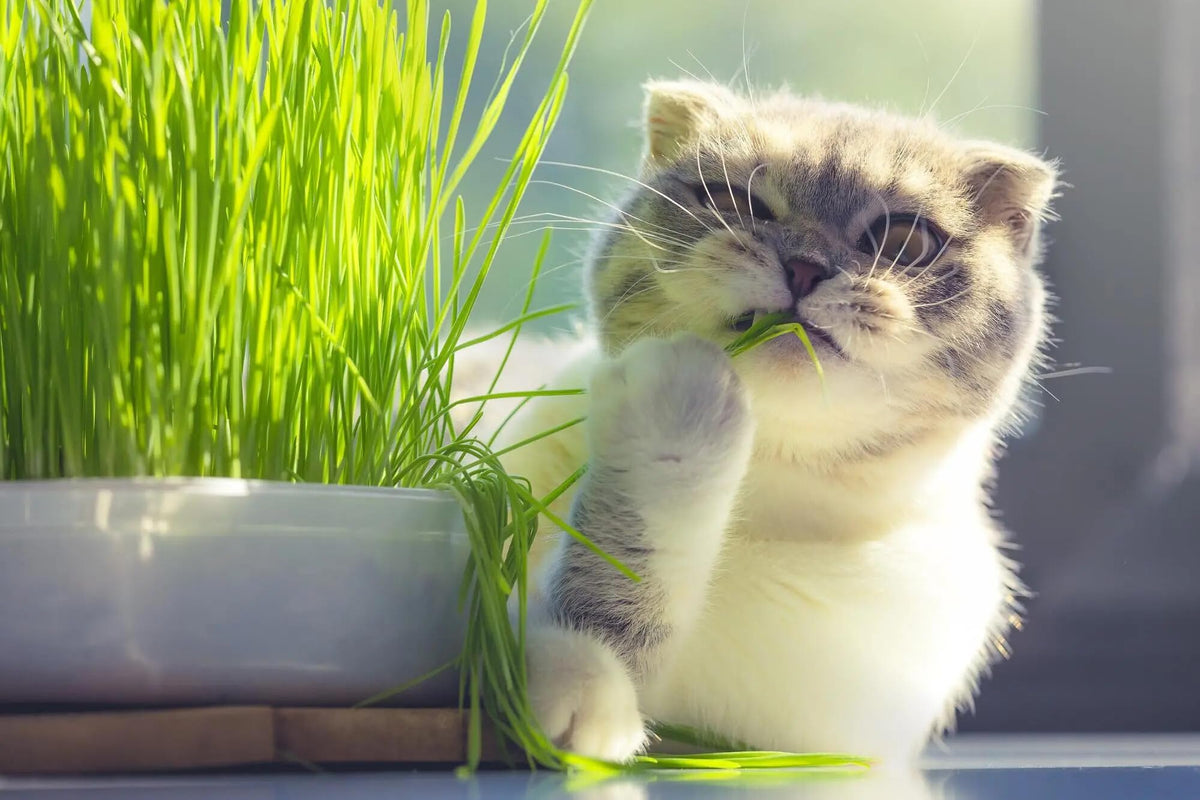 Organic Cat Grass Mix 4 Quarts Y163049
