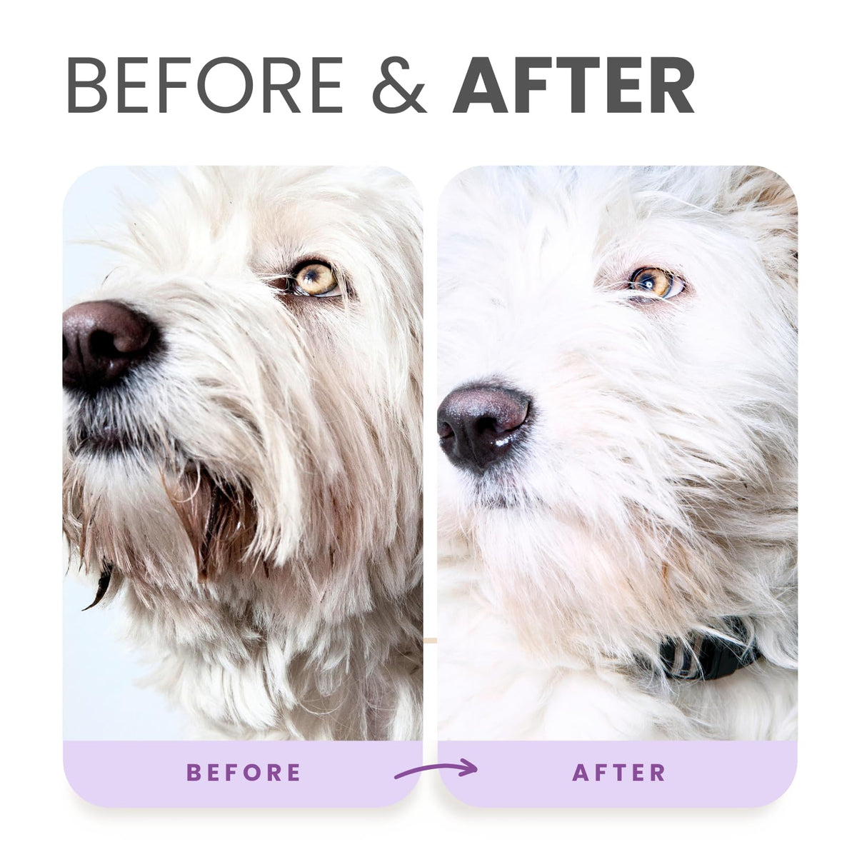 Brightening Shampoo & Oatmeal Conditioner Set for Dogs Q545467