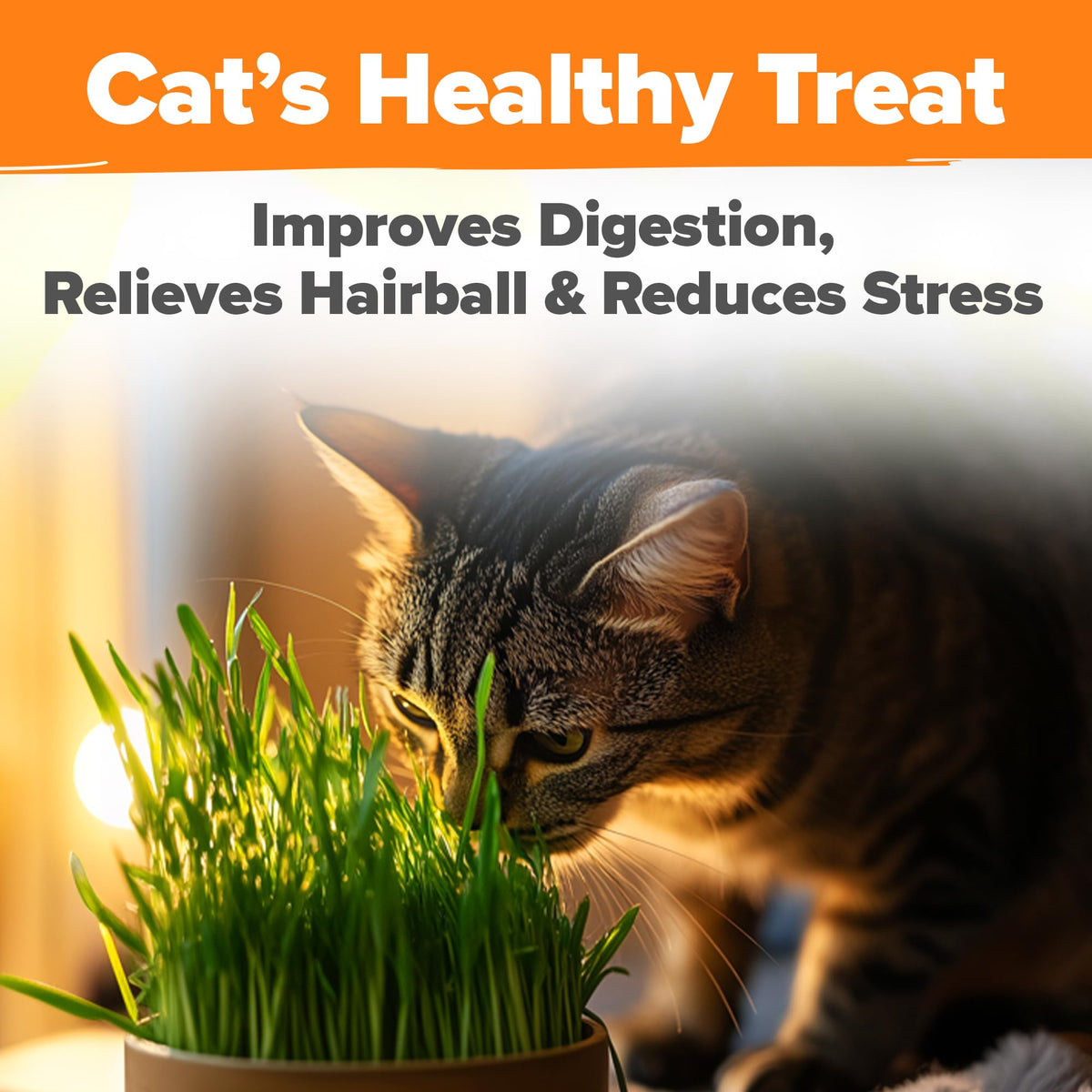 Cat Grass Seeds 4 oz Oat & Barley Mix R999210
