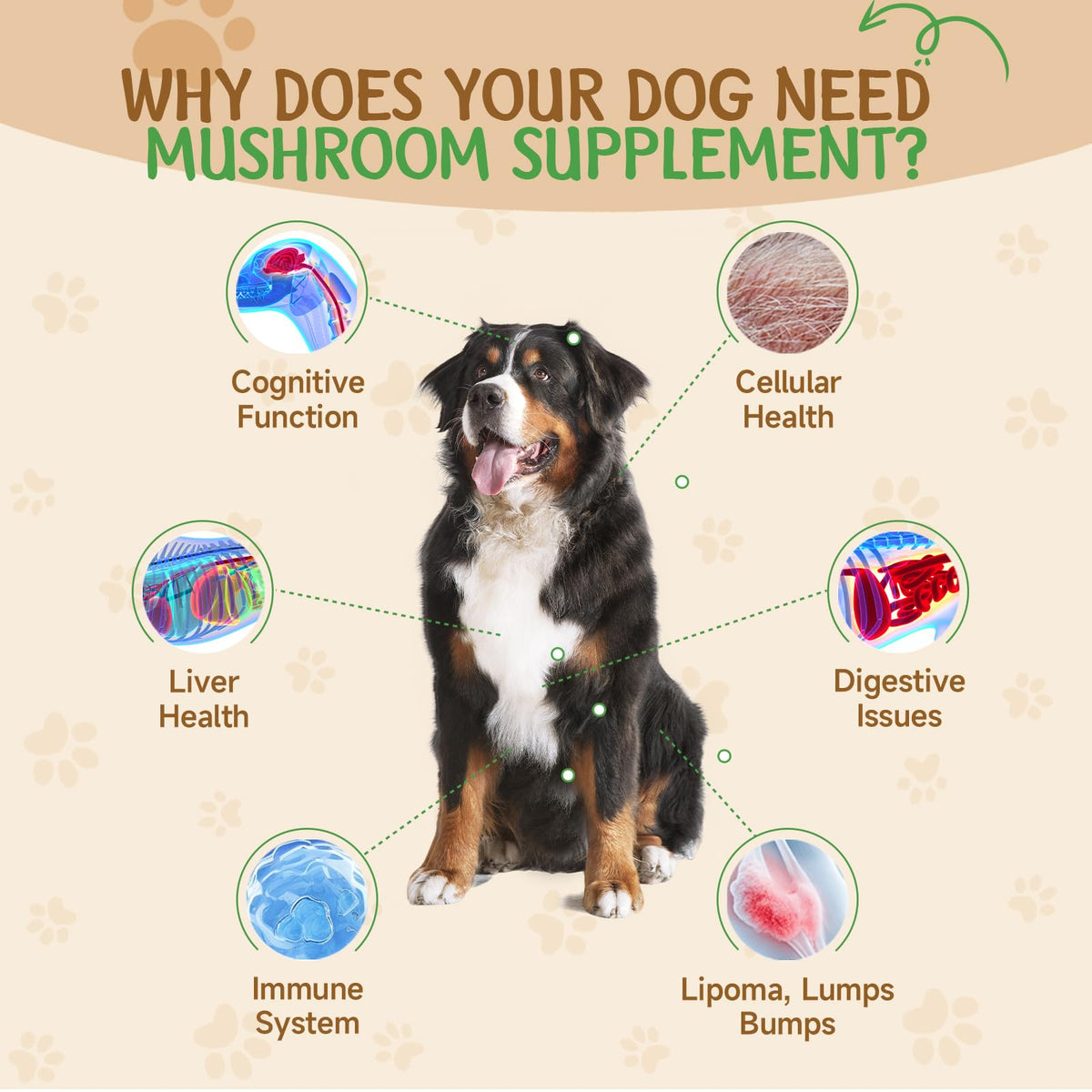 9 in 1 Mushroom for Dogs S1143