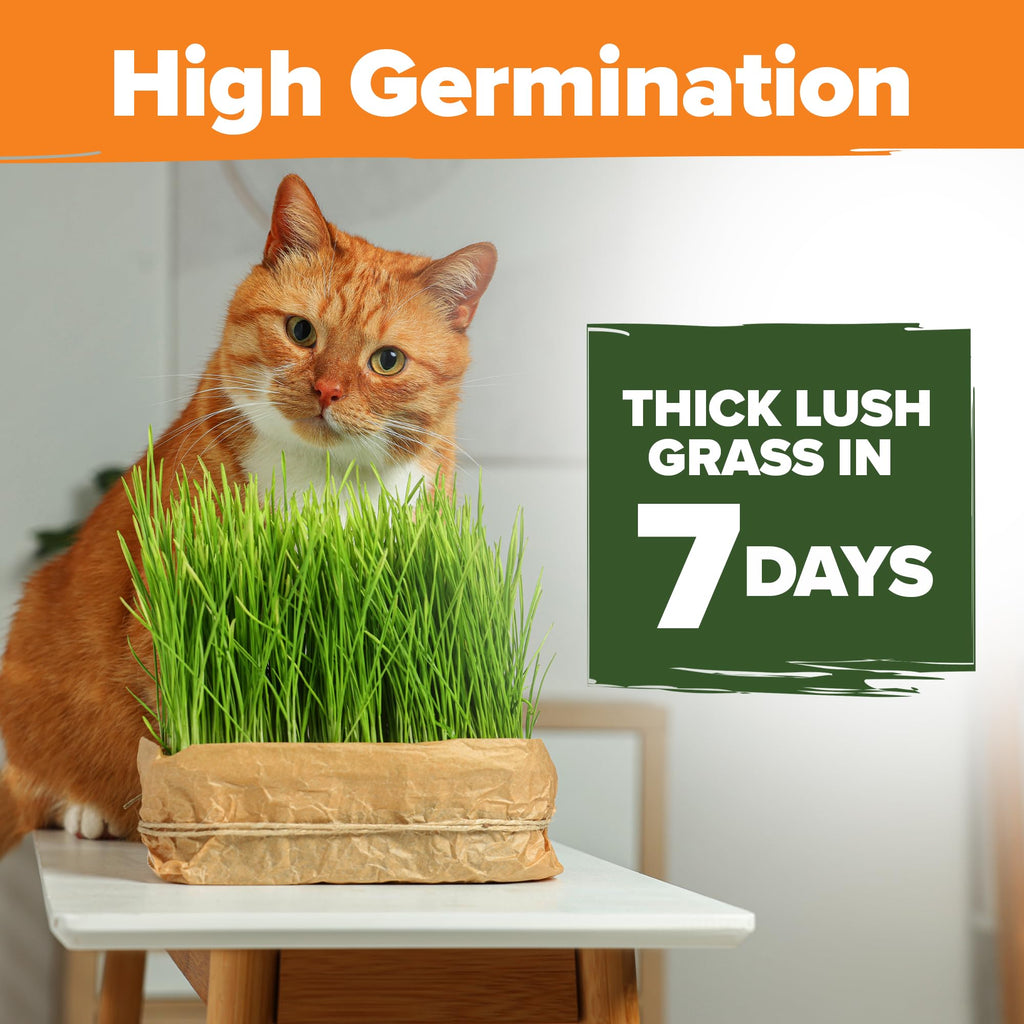 Cat Grass Seeds 4 oz Oat & Barley Mix R999210